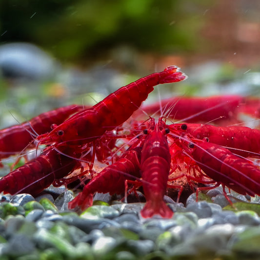 Neocaridina Shrimp Bundle - 20 Pack
